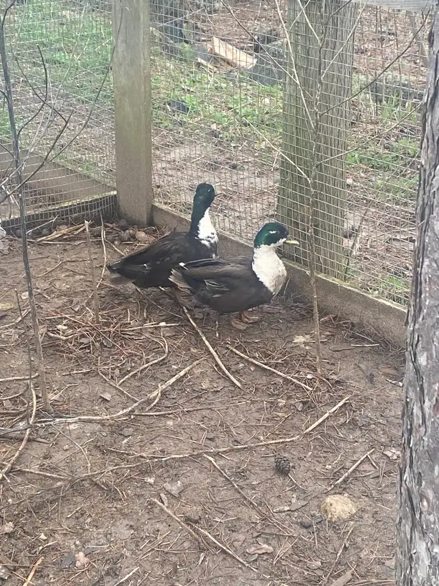 2 male call ducks - Photo 4