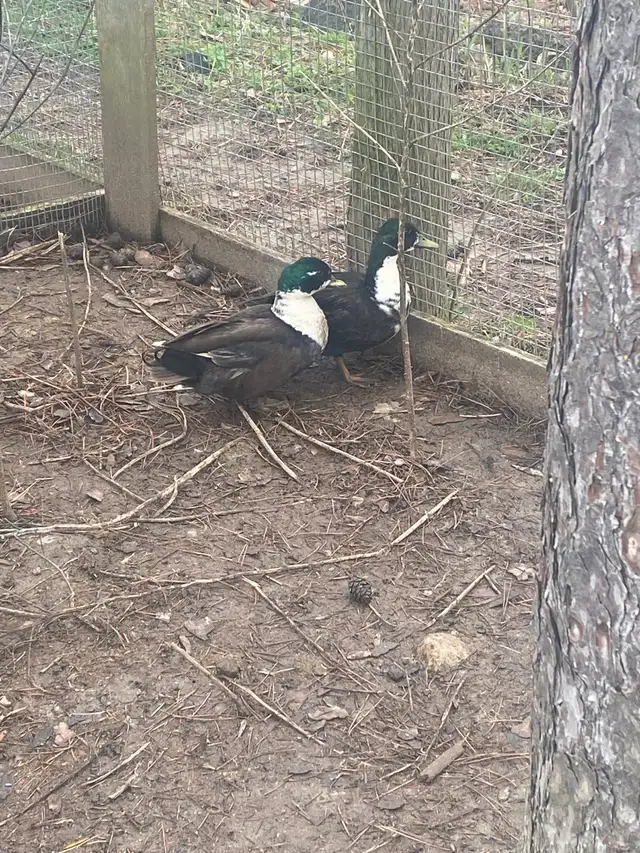2 male call ducks - Photo 5