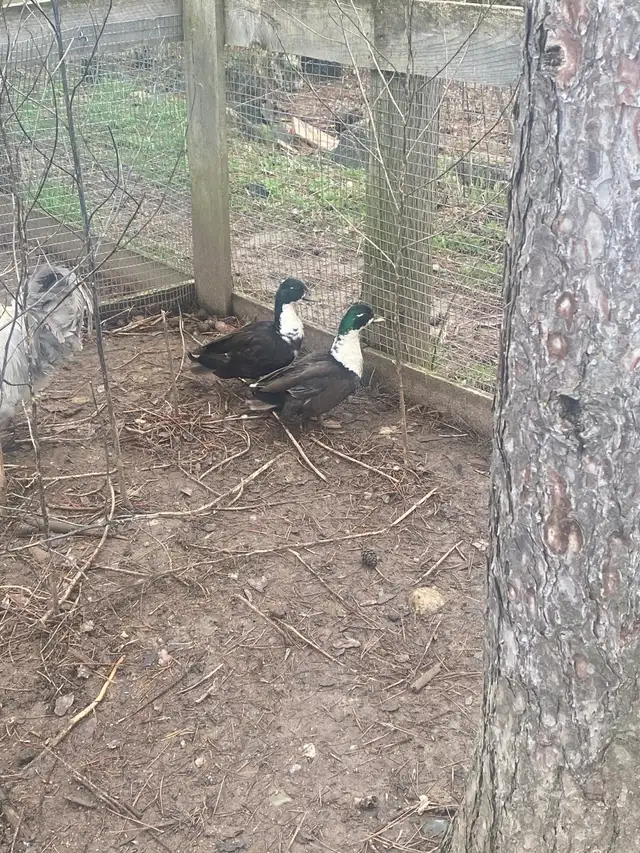 2 male call ducks - Photo 6