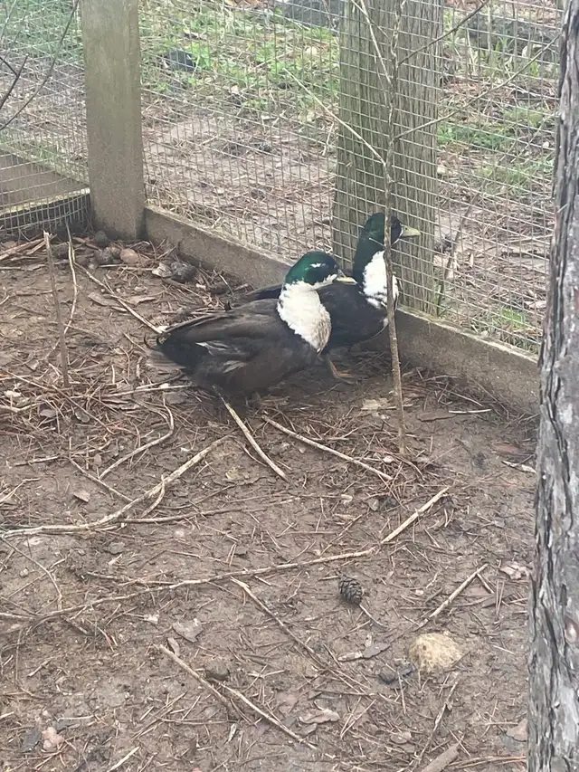 2 male call ducks - Photo 7