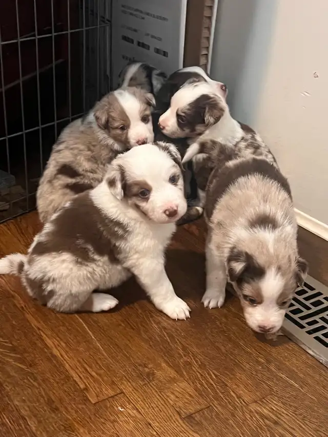 Mini Aussie Pups