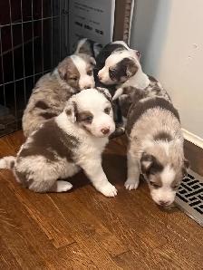 Mini Aussie Pups