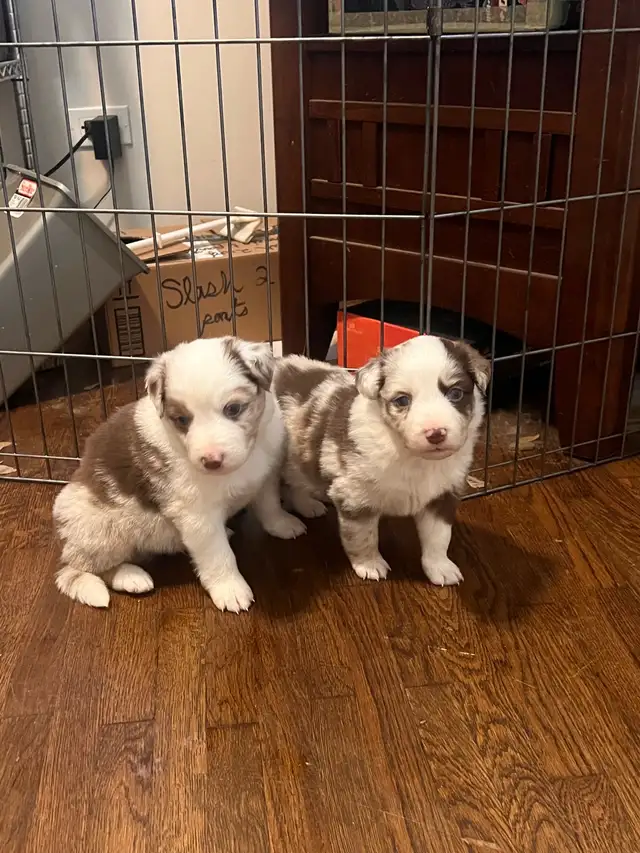 Mini Aussie Pups - Photo 2
