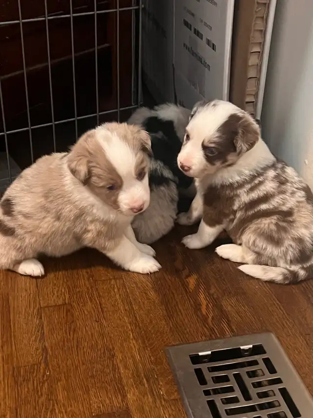Mini Aussie Pups - Photo 3