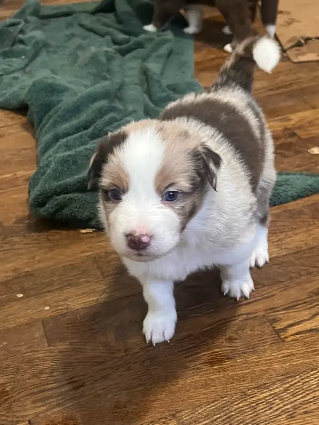 Mini Aussie Pups - Photo 4