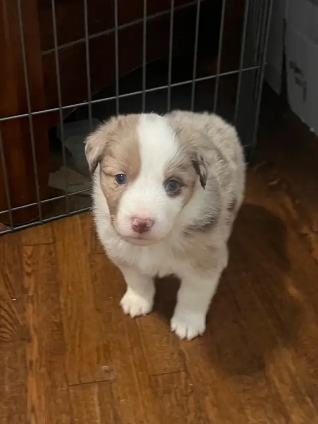 Mini Aussie Pups - Photo 5
