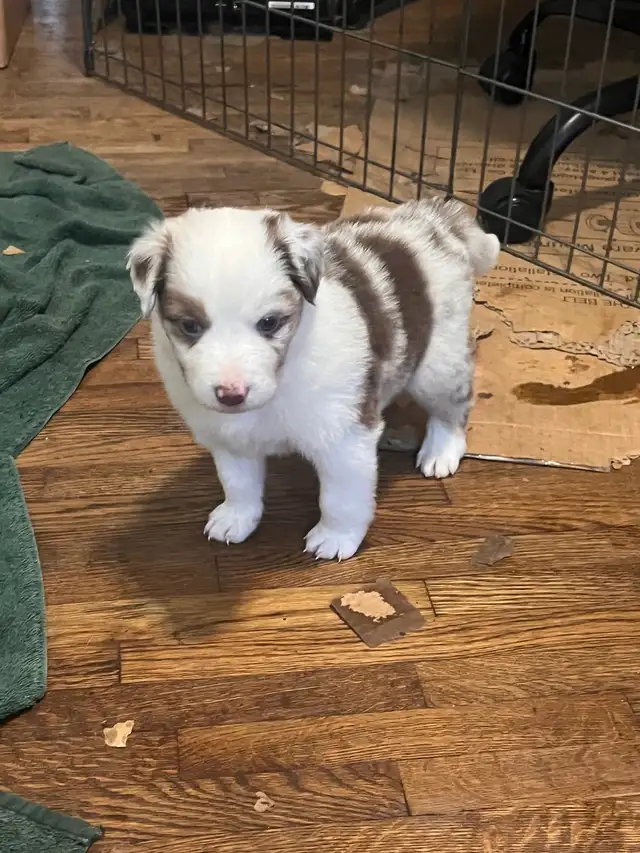 Mini Aussie Pups - Photo 6