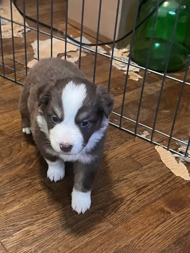 Mini Aussie Pups - Photo 7