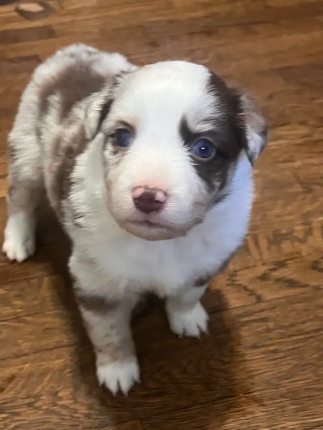 Mini Aussie Pups - Photo 8