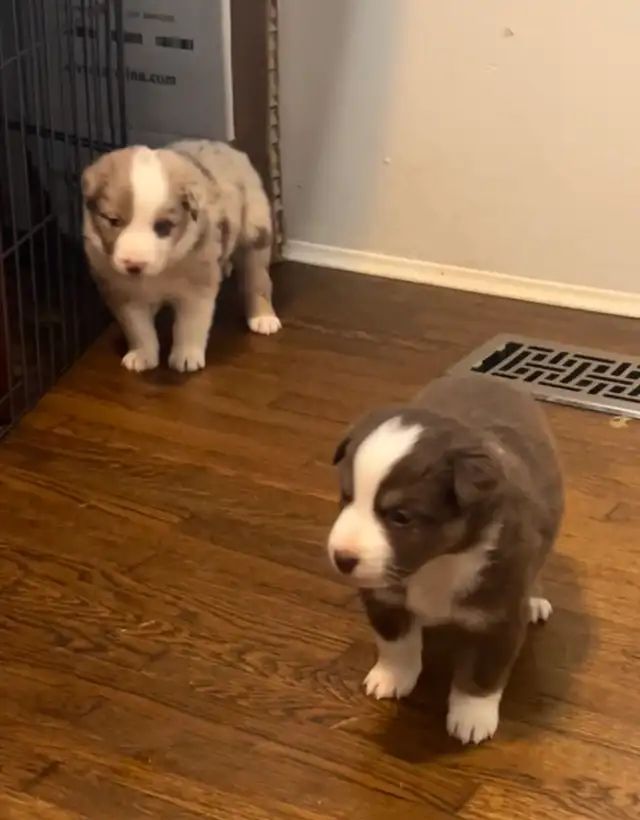 Mini Aussie Pups - Photo 9
