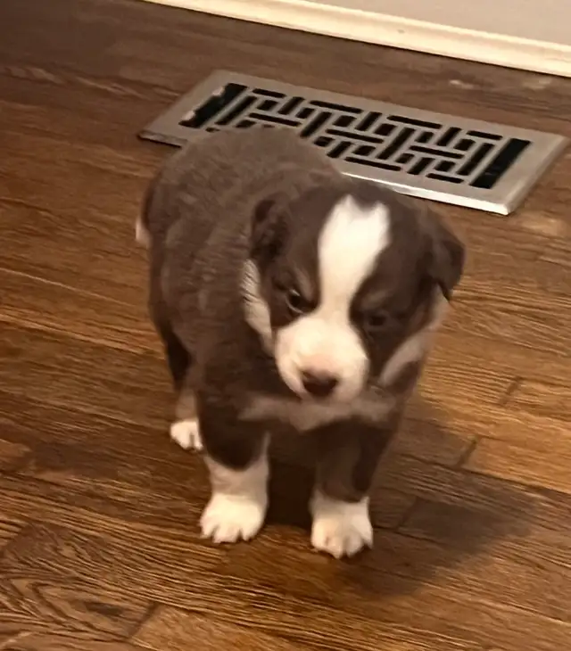 Mini Aussie Pups - Photo 10