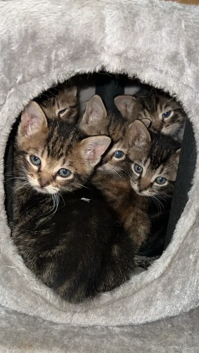 Tabby Kittens