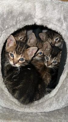 Tabby Kittens