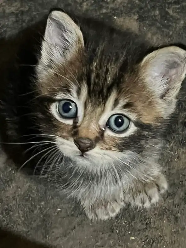 Tabby Kittens - Photo 2