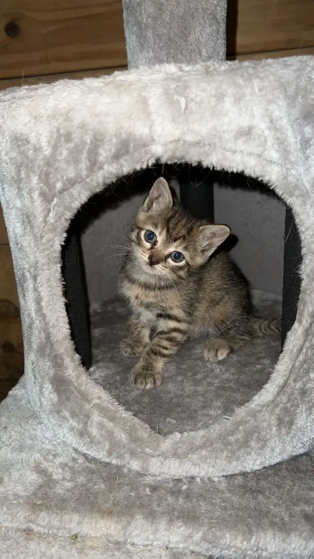 Tabby Kittens - Photo 3