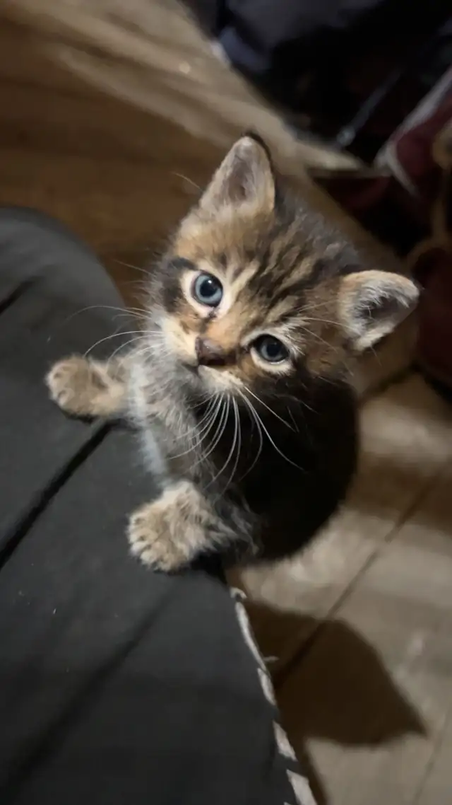 Tabby Kittens - Photo 4