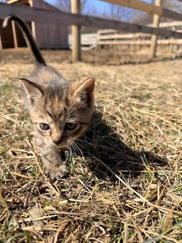 Tabby Kittens - Photo 5