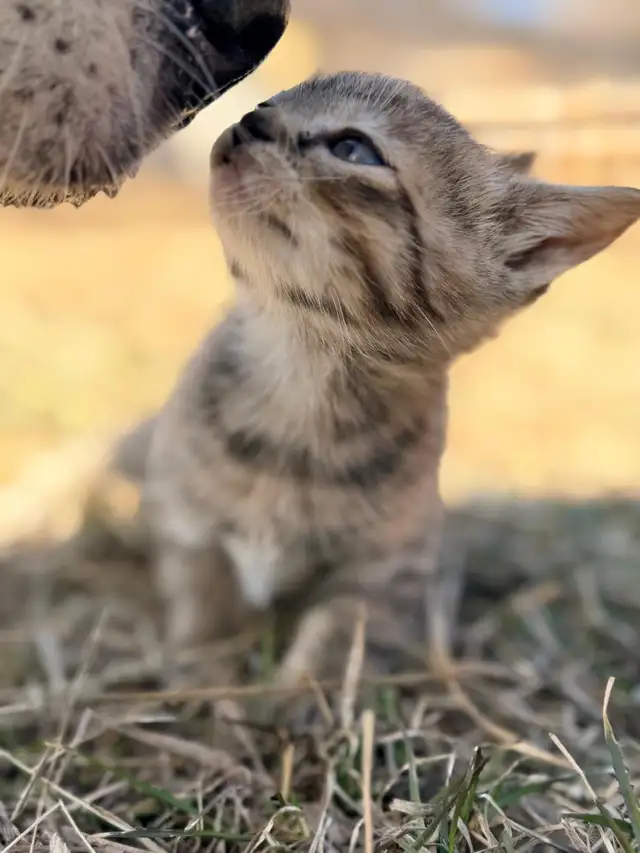 Tabby Kittens - Photo 6