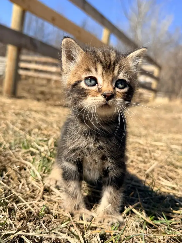 Tabby Kittens - Photo 7