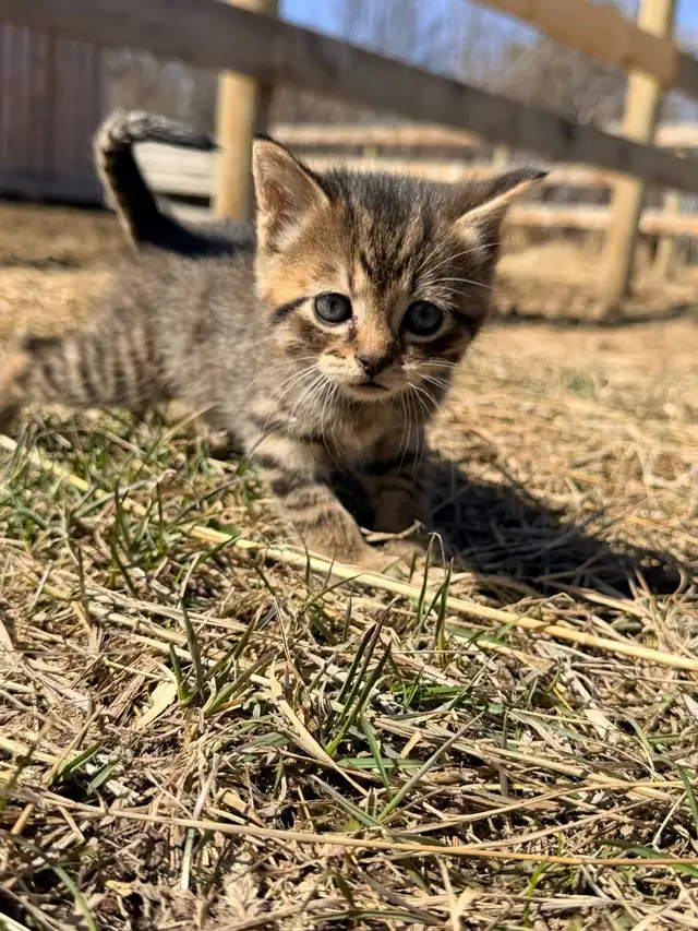 Tabby Kittens - Photo 8