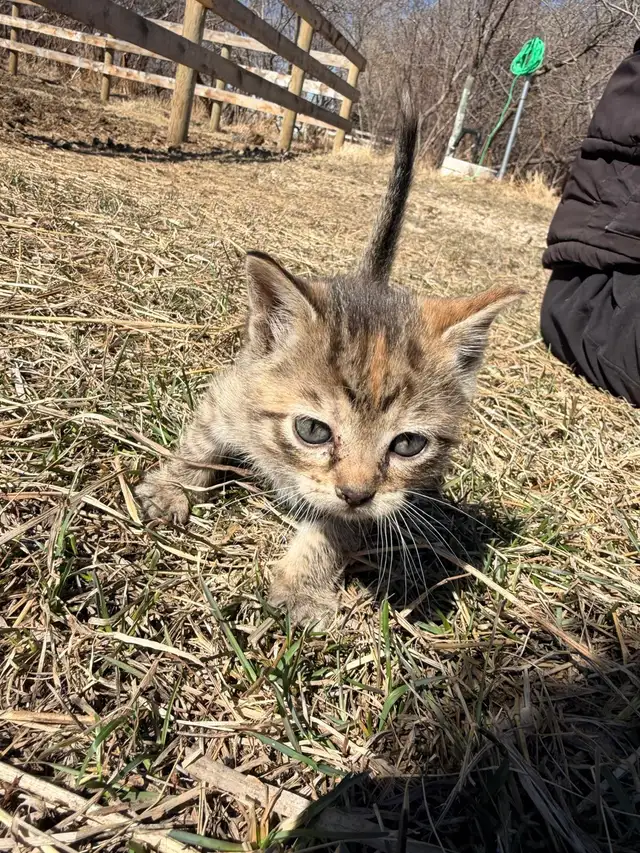 Tabby Kittens - Photo 9