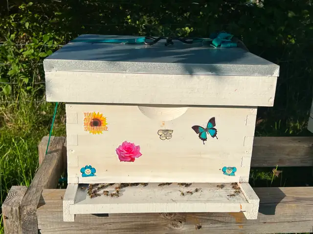 Complete Bee Hive – with Healthy Honey Bees