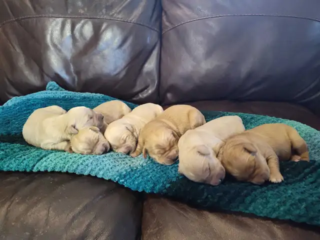Golden Retriever Puppies