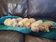 Golden Retriever Puppies