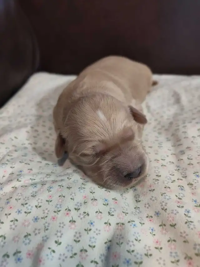 Golden Retriever Puppies - Photo 2