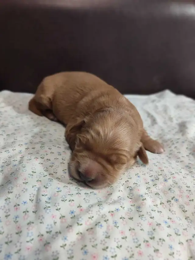 Golden Retriever Puppies - Photo 3