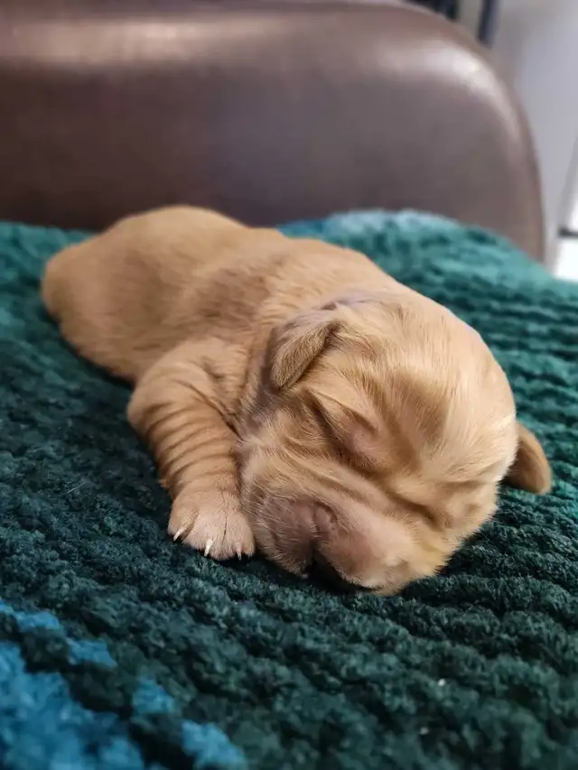 Golden Retriever Puppies - Photo 4