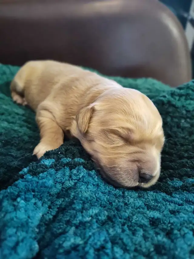 Golden Retriever Puppies - Photo 5
