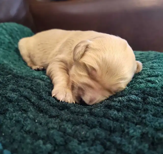 Golden Retriever Puppies - Photo 6