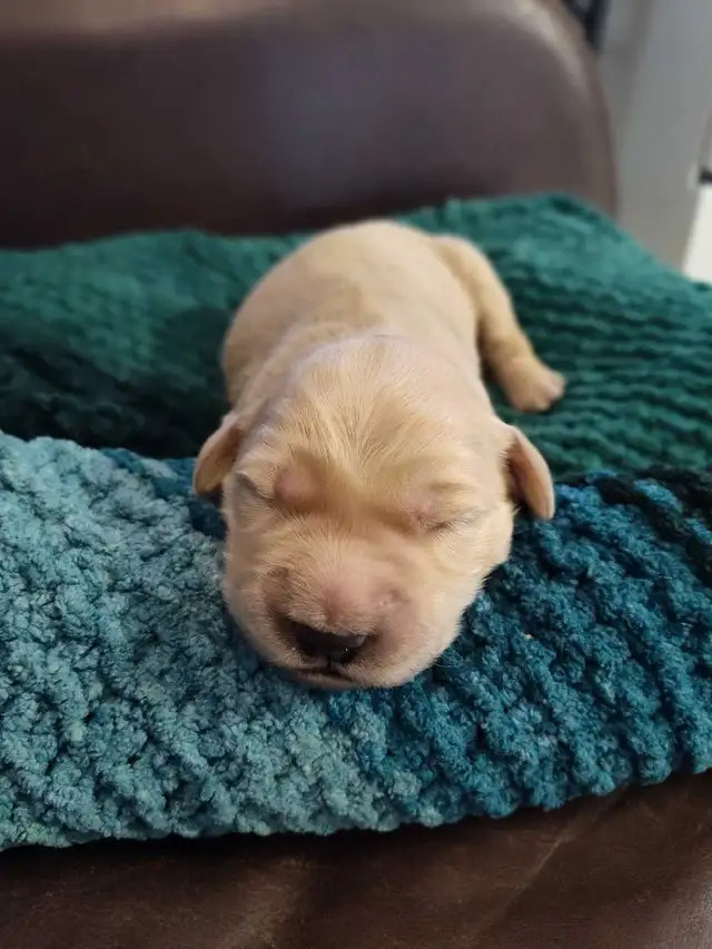 Golden Retriever Puppies - Photo 7