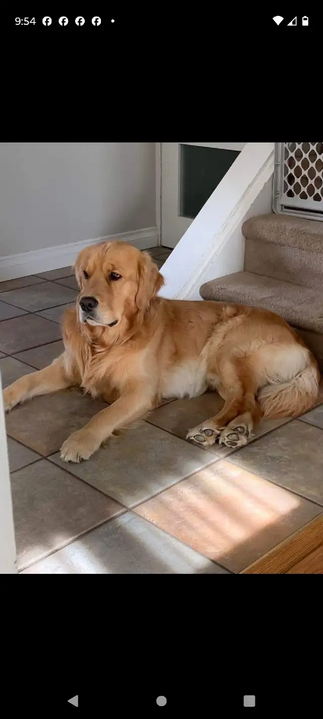 Golden Retriever Puppies - Photo 8