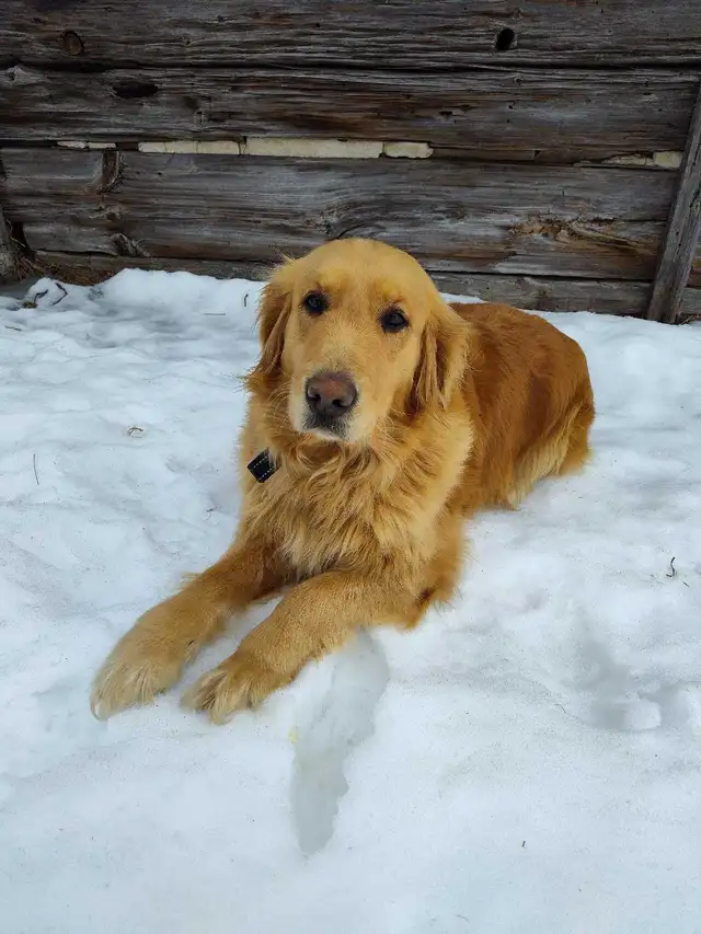 Golden Retriever Puppies - Photo 9