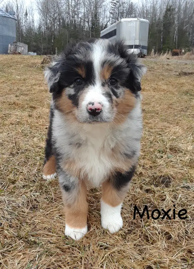 Australian Shepherd Puppies ($600 - $750)