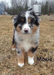 Australian Shepherd Puppies ($600 - $750)