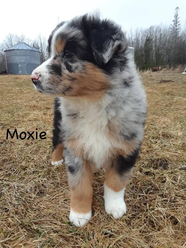 Australian Shepherd Puppies ($600 - $750) - Photo 2