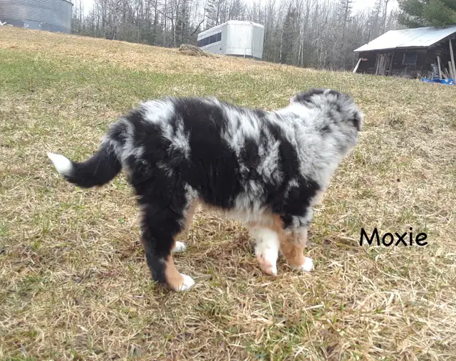 Australian Shepherd Puppies ($600 - $750) - Photo 3