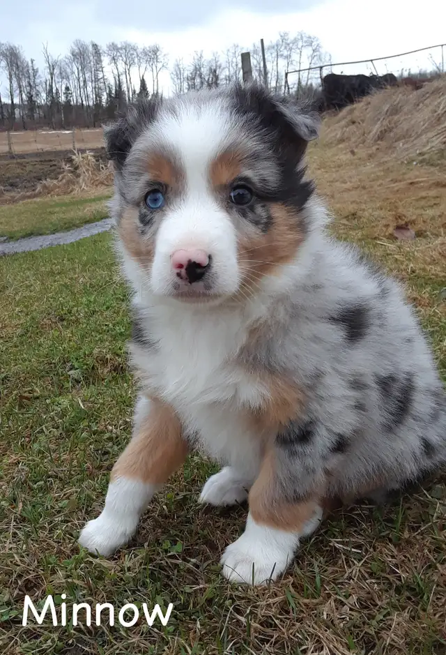 Australian Shepherd Puppies ($600 - $750) - Photo 4