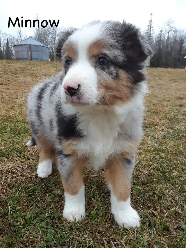 Australian Shepherd Puppies ($600 - $750) - Photo 5