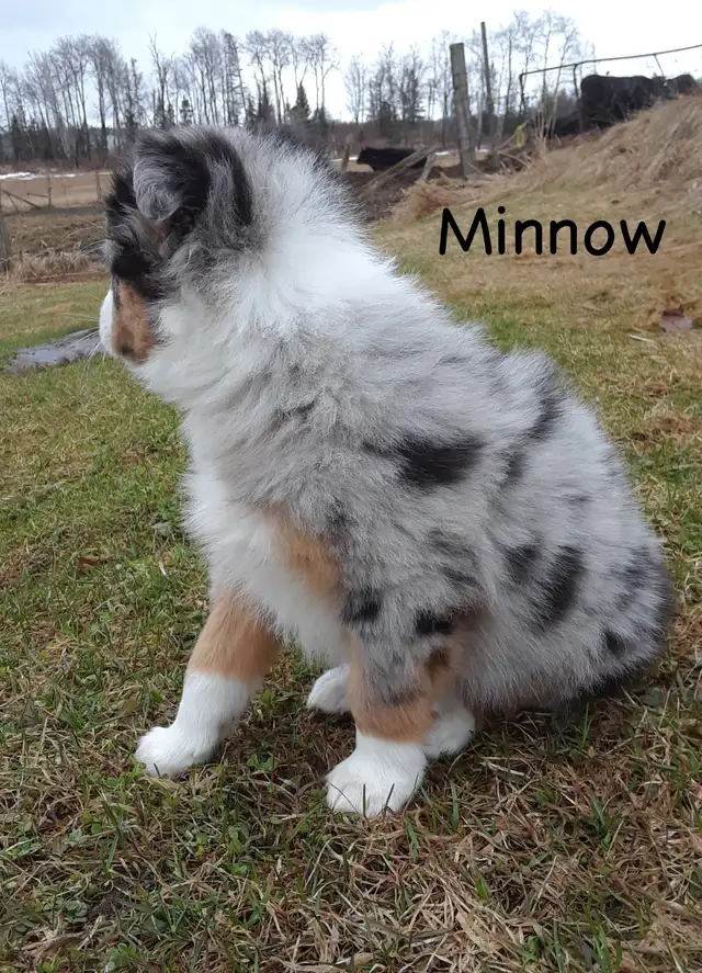 Australian Shepherd Puppies ($600 - $750) - Photo 6