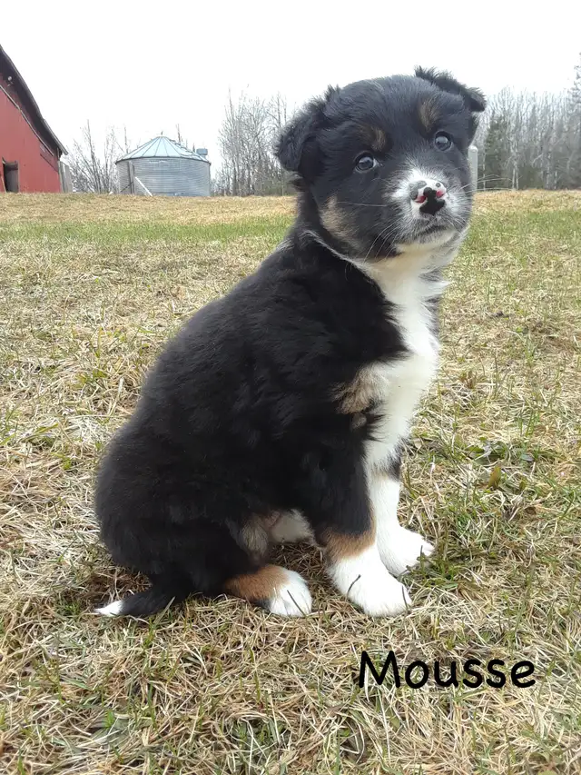 Australian Shepherd Puppies ($600 - $750) - Photo 7