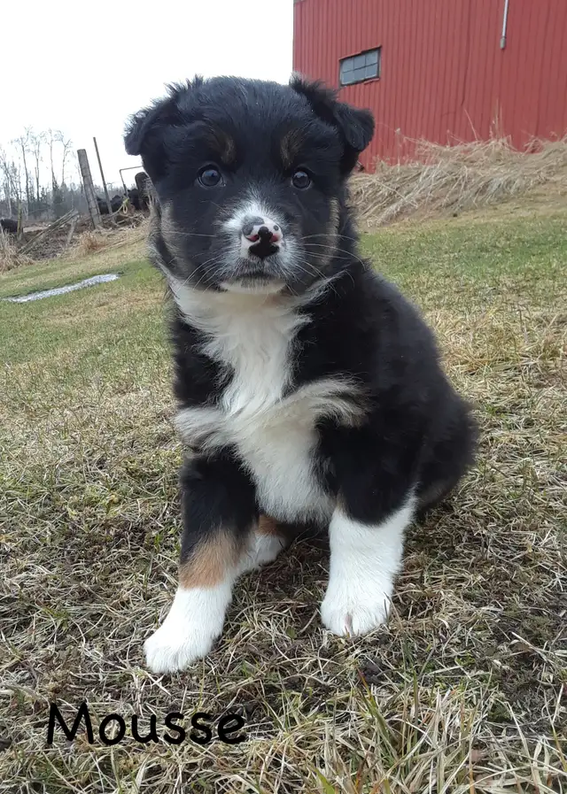 Australian Shepherd Puppies ($600 - $750) - Photo 8