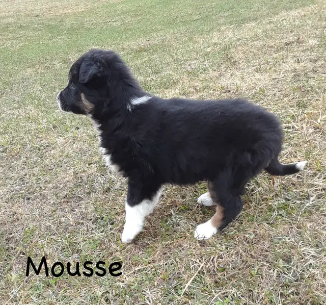 Australian Shepherd Puppies ($600 - $750) - Photo 9