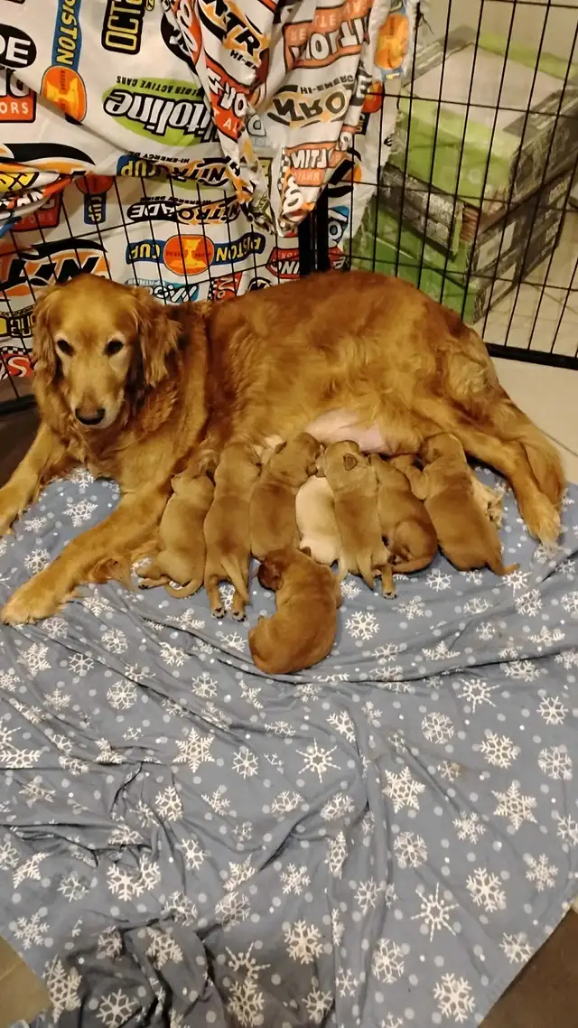 Beautiful golden retrievers for sale - à vendre