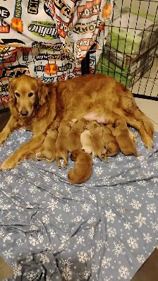 Beautiful golden retrievers for sale - à vendre