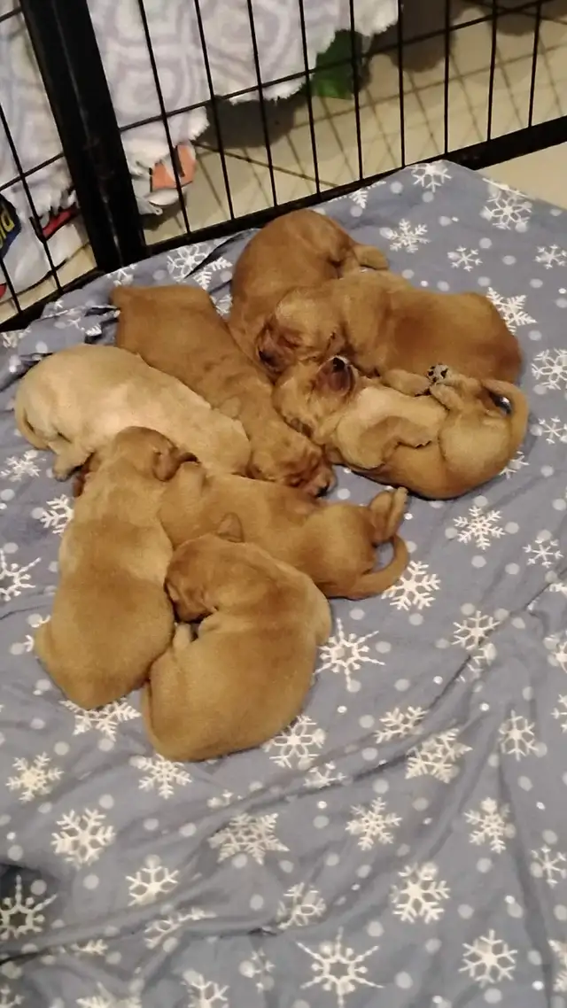 Beautiful golden retrievers for sale - à vendre - Photo 2