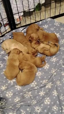 Beautiful golden retrievers for sale - à vendre - Photo 2